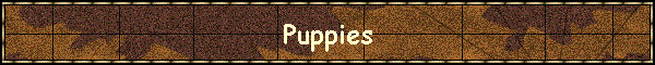 Puppies