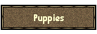 Puppies