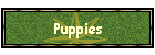 Puppies