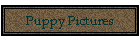 Puppy Pictures