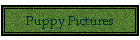 Puppy Pictures