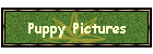 Puppy Pictures